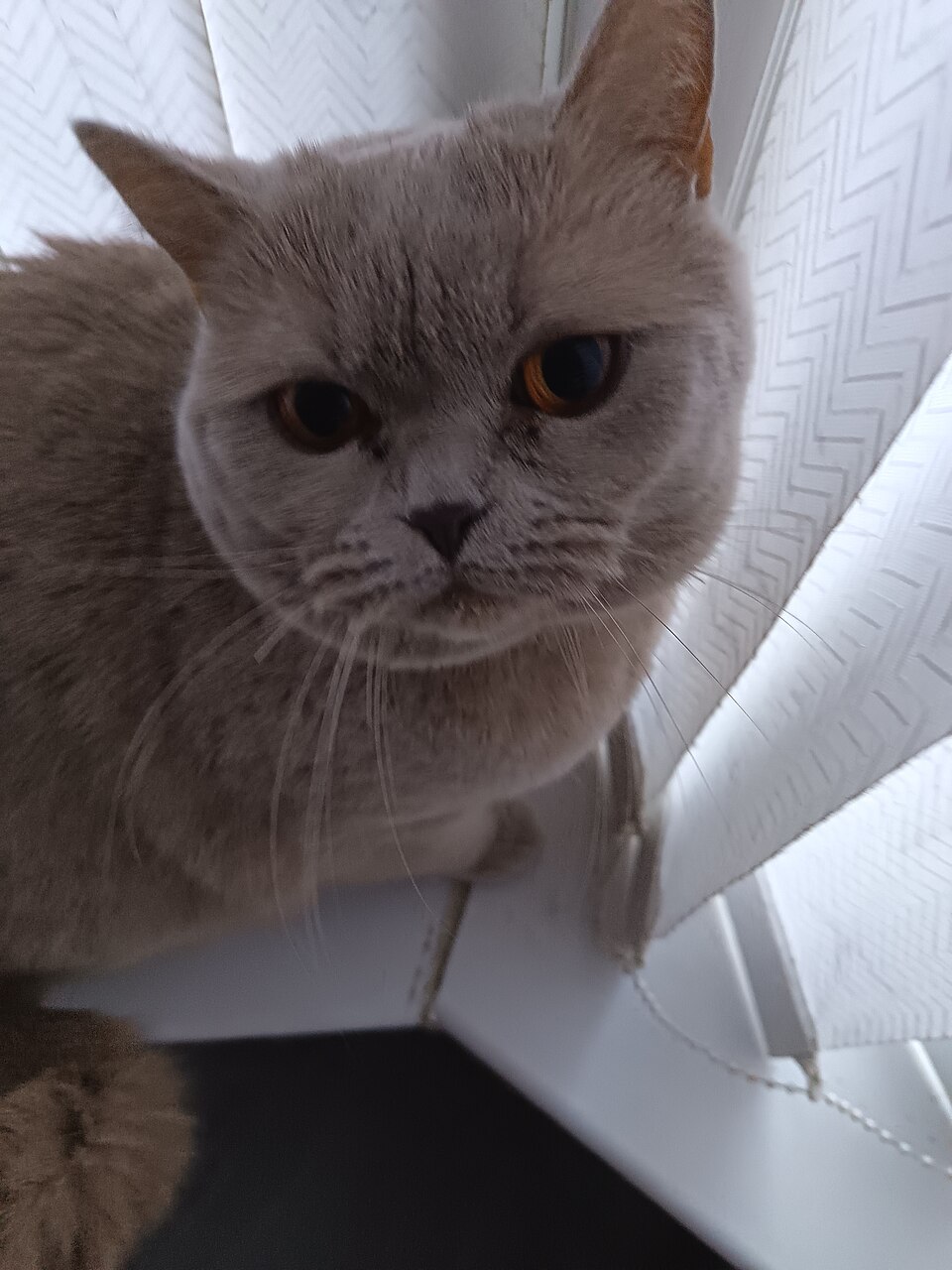 Кошка у окна
