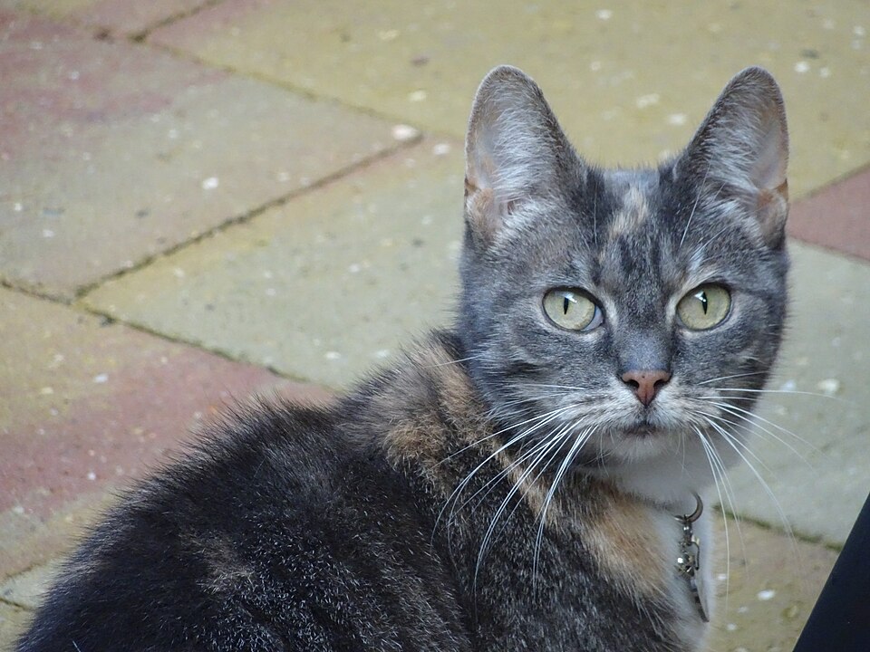 Любопытная кошка